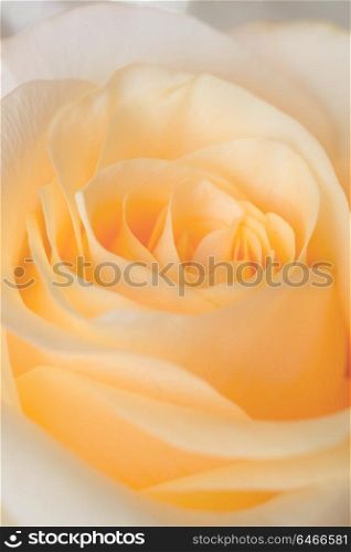 Abstract macro shot of beautiful apricotcolor rose flower.