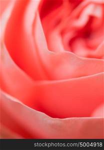 Abstract macro shot of beautiful pink rose flower. Floral background with soft selective focus, shallow depth of field.