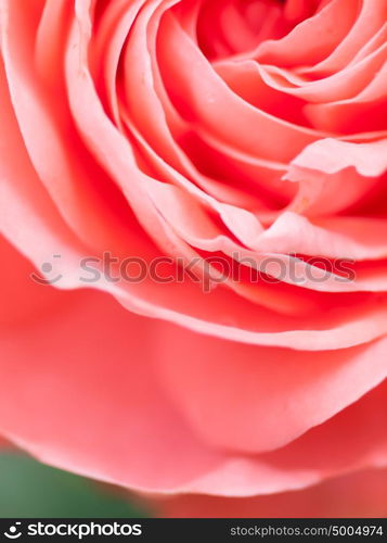 Abstract macro shot of beautiful pink rose flower. Floral background with soft selective focus, shallow depth of field.