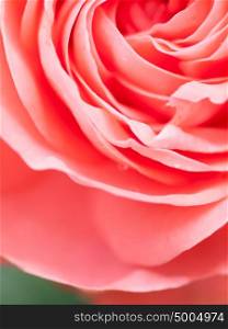 Abstract macro shot of beautiful pink rose flower. Floral background with soft selective focus, shallow depth of field.