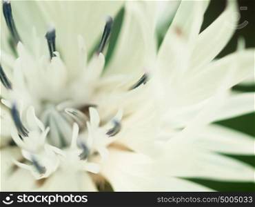 Abstract macro shot of beautiful white knapweed flower. Floral background with soft selective focus, shallow depth of field.