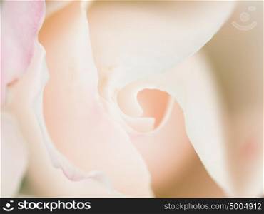 Abstract macro shot of beautiful white rose flower. Floral background with soft selective focus, shallow depth of field.