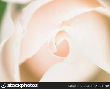 Abstract macro shot of beautiful white rose flower. Floral background with soft selective focus, shallow depth of field.