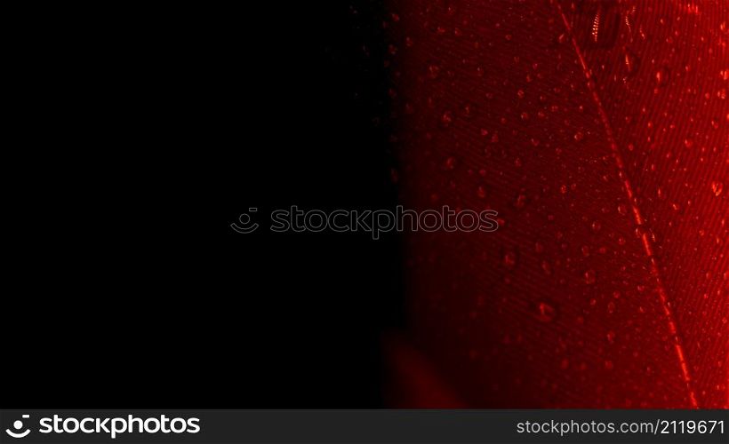 abstract macro shot red peacock feather black backdrop