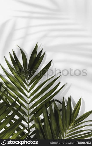 abstract minimal concept leaves shadows. Resolution and high quality beautiful photo. abstract minimal concept leaves shadows. High quality beautiful photo concept
