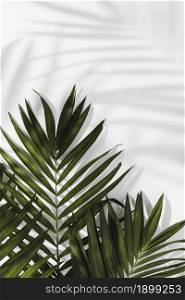 abstract minimal concept leaves shadows. Resolution and high quality beautiful photo. abstract minimal concept leaves shadows. High quality beautiful photo concept