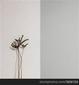 abstract minimal plant leaning wall front view. High resolution photo. abstract minimal plant leaning wall front view. High quality photo