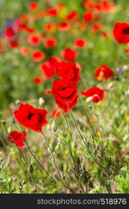 abstract moving red poppy flowers in sun day in grass