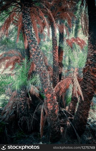 Abstract mysterious landscape of deep forest with exotic palm trees. Bright composition of tropical plants in wild nature. Surreal beauty of dense jungles. Fantasy colors and fairy tale background