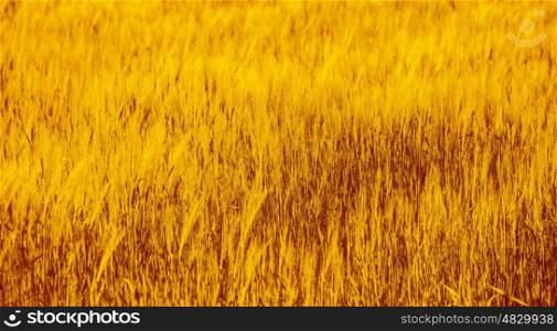 Abstract natural background, golden dry wheat field, agricultural backdrop, autumnal nature, food industry, harvest season, autumn concept