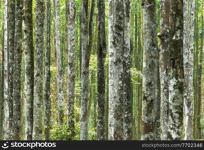 Abstract Natural Background Made of Tree Trunks. Fresh Spring Forest Lands. Gorgeous Tall Majestic Trees Producing Fresh Air.