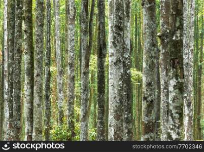 Abstract Natural Background Made of Tree Trunks. Fresh Spring Forest Lands. Gorgeous Tall Majestic Trees Producing Fresh Air.