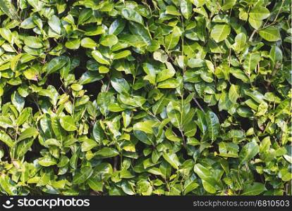 Abstract natural background with rhododendrons leaves
