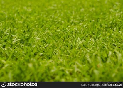 Abstract natural backgrounds grass blur