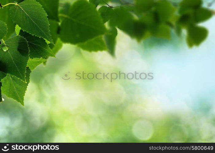 Abstract natural backgrounds. Green leaves with morning dew