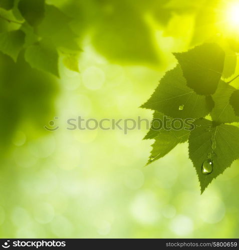 Abstract natural backgrounds. Green leaves with morning dew