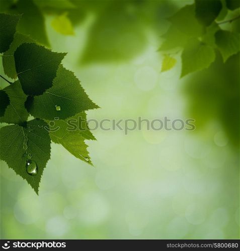 Abstract natural backgrounds. Green leaves with morning dew