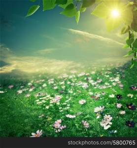 Abstract natural backgrounds. Summer meadow with beauty flowers