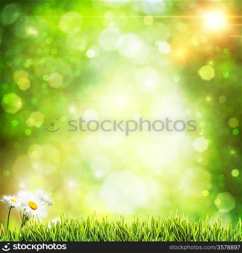Abstract natural backgrounds with beauty bokeh and daisy flowers