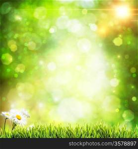 Abstract natural backgrounds with beauty bokeh and daisy flowers