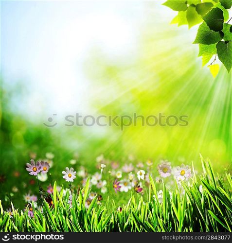 Abstract natural backgrounds with beauty flowers