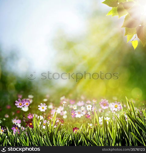 Abstract natural backgrounds with beauty flowers