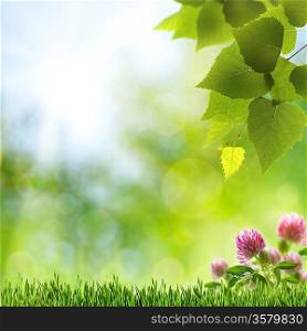 Abstract natural backgrounds with clover flowers and beauty bokeh