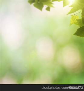 abstract natural backgrounds with green foliage and beauty bokeh