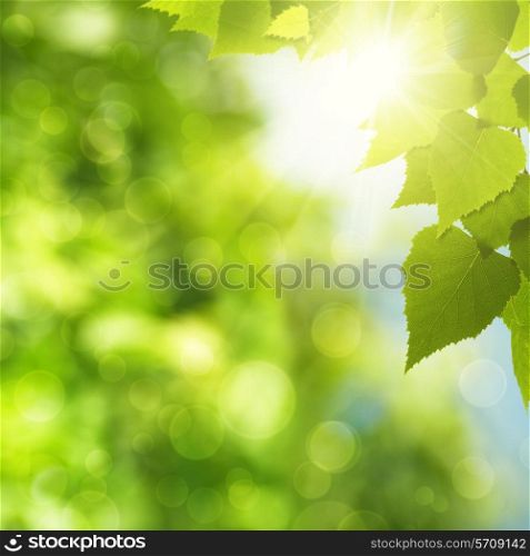Abstract natural backgrounds with green foliage and sun beam