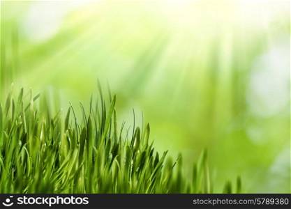 Abstract natural backgrounds with green grass and beauty bokeh