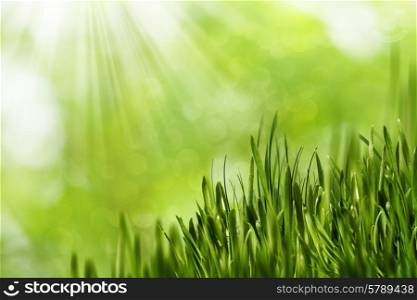 Abstract natural backgrounds with green grass and beauty bokeh
