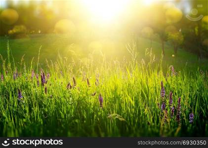 Abstract natural backgrounds with green grass and sunbeam