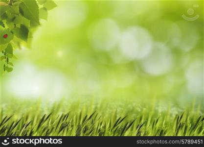 Abstract natural backgrounds with green grass, birch foliage and beauty bokeh