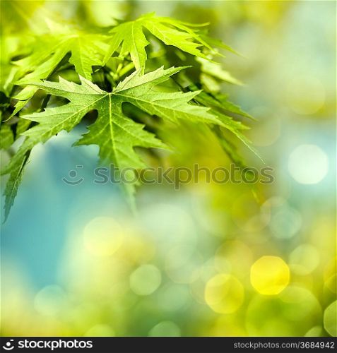 Abstract natural backgrounds with maple foliage