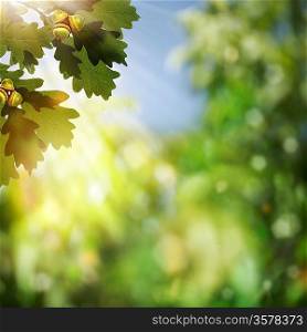 Abstract natural backgrounds with oak foliage and beauty bokeh