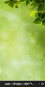 abstract natural banner with green foliage and beauty bokeh