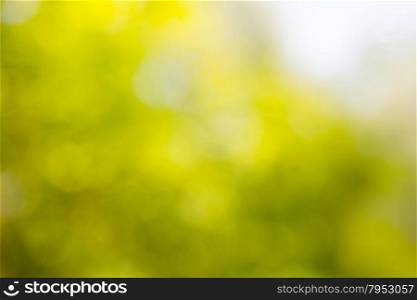 abstract natural green yellow background. boke