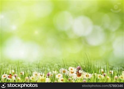 Abstract natural landscape with beauty daisy flowers and bokeh