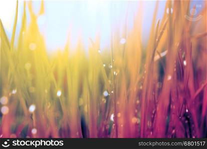 Abstract nature background. Autumn grass with water drops. Soft focus.