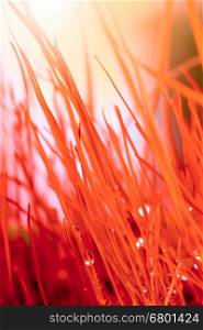 Abstract nature background. Autumn red grass with water drops.