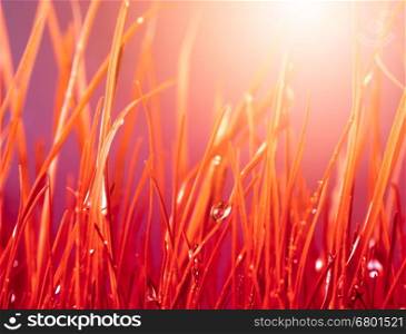 Abstract nature background. Autumn red grass with water drops.