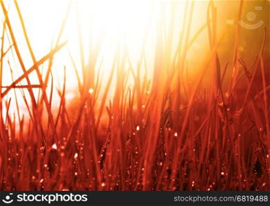Abstract nature background. Autumn red grass with water drops. Soft focus.