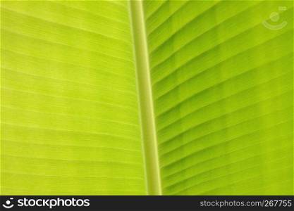 Abstract nature background, Banana leaf structure texture closeup.