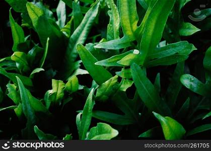 Abstract nature background, Closeup bush of green leaves foliage.