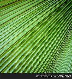 Abstract nature background of green palm leaf texture pattern