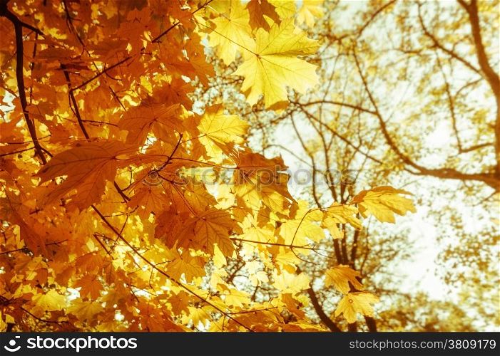 Abstract nature background with colorful maple tree leaves in autumn forest. Sunny day in outdoor park