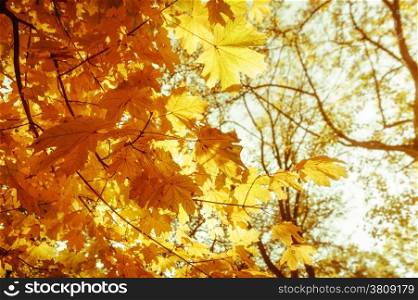 Abstract nature background with colorful maple tree leaves in autumn forest. Sunny day in outdoor park