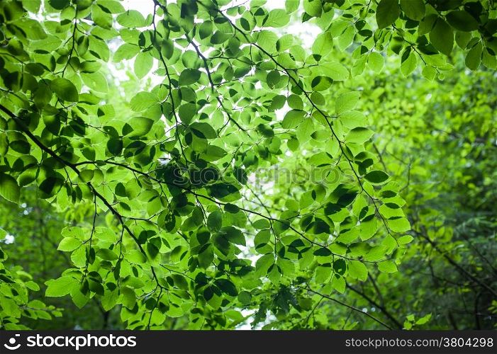 Abstract nature background with fresh leaves in summer forest