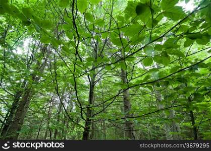 Abstract nature background with fresh leaves in summer forest