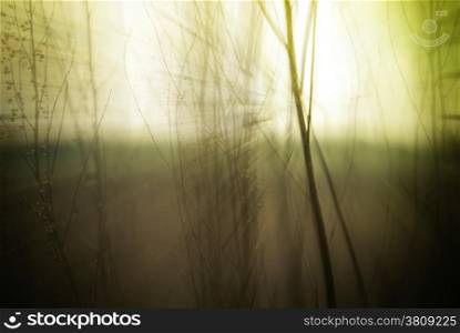 Abstract nature background with wild flowers and plants silhouettes at foggy mysterious sunrise. Early morning over the meadow at misty autumn. Blur effect